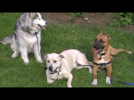 Krissi, Nikolai & Quaider:    Quincy, MA