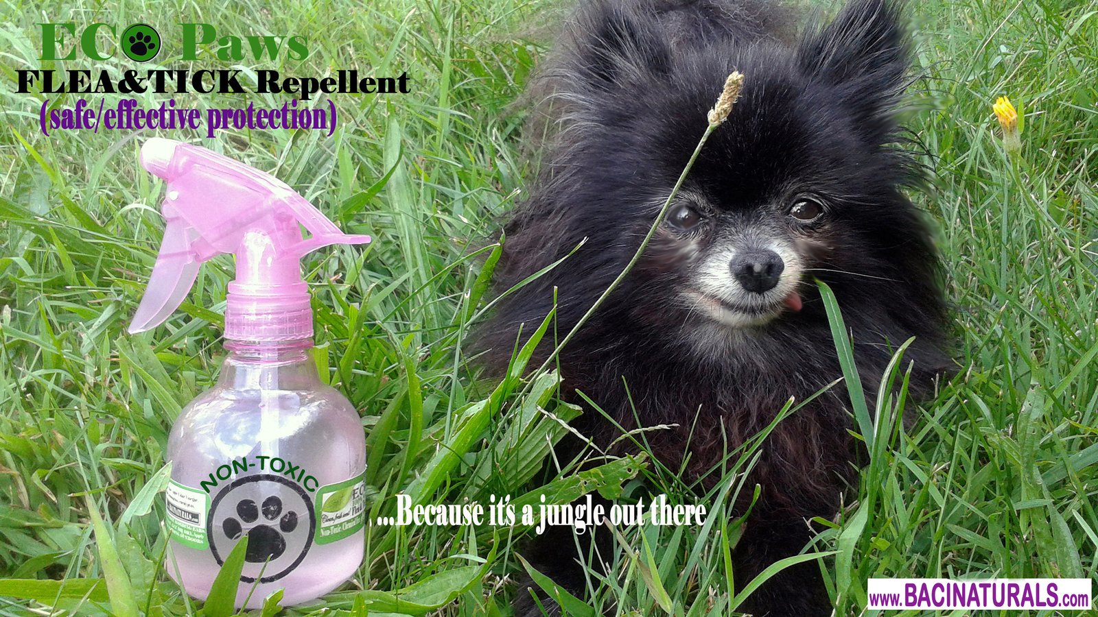 tick protection for dogs eco paws organic non toxic flea tick repellent for dogs lil baci s grain free tick protection for dogs eco paws organic non toxic flea tick repellent for dogs lil baci s grain free
